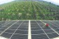 Tapping the potential of agrisolar
